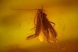 Detailed Fossil Caddisfly and Five Flies in Baltic Amber #166260-1